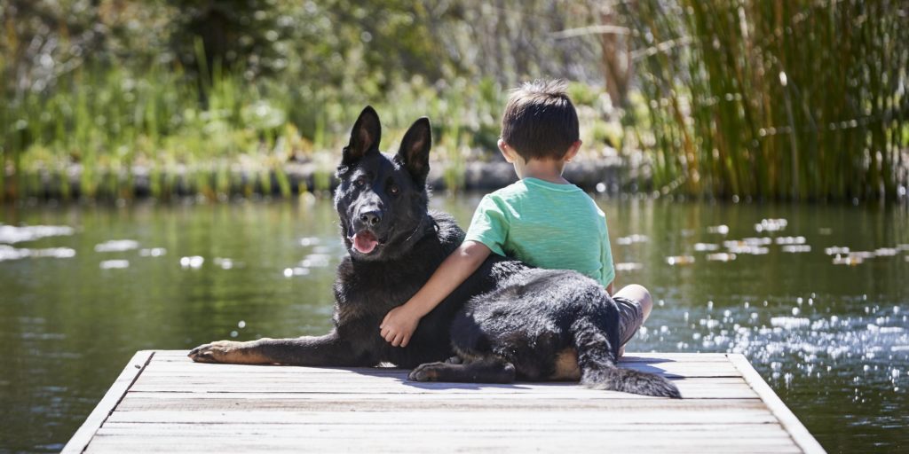 How to Select a Home Protection Dog