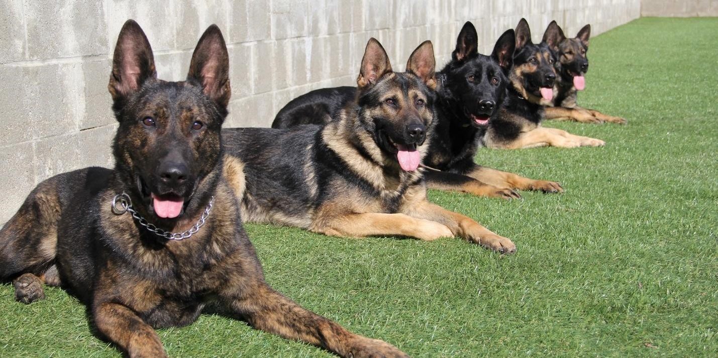 Home Protection Dog Breeds